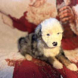 Boy 2 - Blue merle male Aussiedoodle puppy in Vinemont, Alabama from Puppy Pals