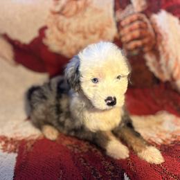 Boy 2 - Blue merle male Aussiedoodle puppy in Vinemont, Alabama from Puppy Pals