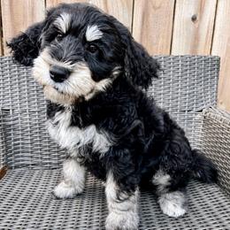 Lilo (Pink) - female Golden Mountain Doodle puppy in Boiling Springs, South Carolina from OlliePups, LLC
