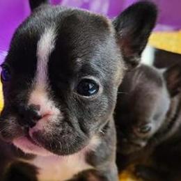 American Corgis and French Bulldogs from K & K Kennel