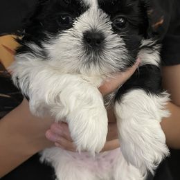 Shih Tzu Puppies from Crystal's Shih Tzus