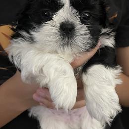 Shih Tzu Puppies from Crystal's Shih Tzus