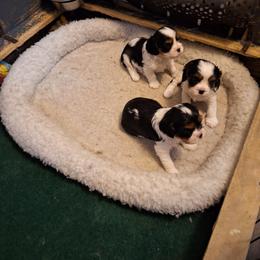 Pups 4 weeks old - Tri-color male Cavalier King Charles Spaniel puppy in Holbrook, New York from Merimaur Goldens and Cavaliers