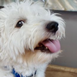 Miss Tickle - Coton de Tulear