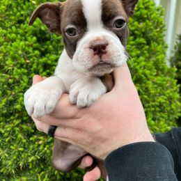 Boston Terrier Puppies from Drew Simmons