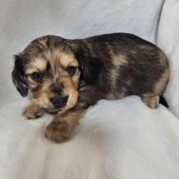 Boy 1 - Black and cream male Dachshund puppy in Osawatomie, Kansas from Lindsays long haired doxies