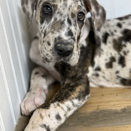 Billy Bob - Harlequin male Great Dane puppy in Hutchinson, Kansas from Dappled Danes