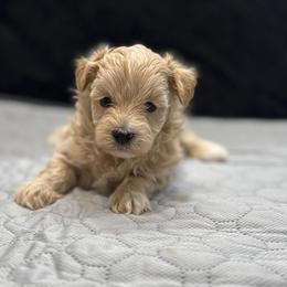 Summer - Apricot female Maltipoo puppy in Bowling Green, Kentucky from Denise Clark