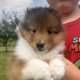 Girl 2 - Sable and white female Shetland Sheepdog puppy in Catawba, North Carolina from Candescent Shetland Sheepdogs
