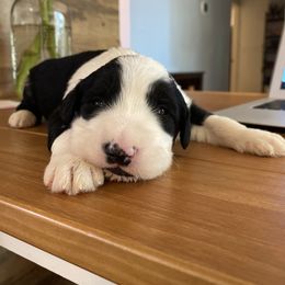 Sheepadoodle Puppies from Sunflower Family Farms