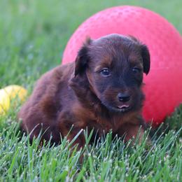 Poppy - Red female Whoodle puppy in West Bend, Iowa from Blue Skies Terriers