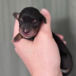Zev - Black and tan female Dachshund puppy in Burleson, Texas from Sarah’s Dachshies