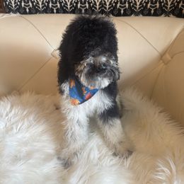 Enzo - Phantom male Goldendoodle puppy in Davie, Florida from Daviegoldendoodles