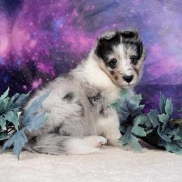 Finn - Blue merle white and tan male Shetland Sheepdog puppy in Elk, Washington from Asgard Shetland Sheepdogs