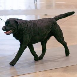 French Bulldogs and Labrador Retrievers from Avondale Labradors