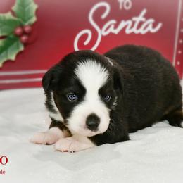 Lava - Black male Australian Shepherd puppy in Ranger, Texas from Outback Mini Aussies