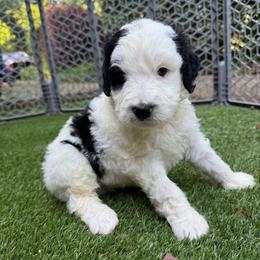 Jake - Black and white male Bernedoodle puppy in Williamston, South Carolina from Sassy Bob’s Dogs