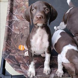 Unity  42 to 49 max weight - Liver and white female German Shorthaired Pointer puppy in Banning, California from ⭐🦆 So Cal on Point GSP'S🇺🇲🇩🇪 lg