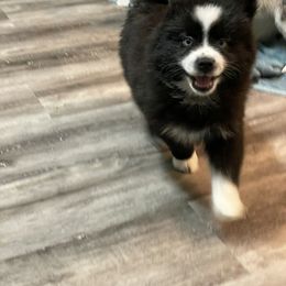 Pomsky Puppies from Pomskies 4 Dayz