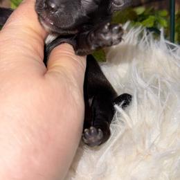 Kingston - Black and gold male Yorkshire Terrier puppy in Howe, Oklahoma from Ray Holder