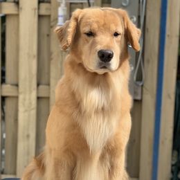 German Shepherd and Golden Retriever Puppies from Vom Bethel