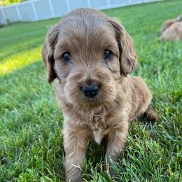 Blue - Stripes - Red  male Goldendoodle puppy in Shelley, Idaho from Maple Blossom Doodles
