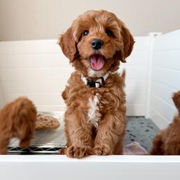 Goldendoodle puppies from Montana Raised Doodles