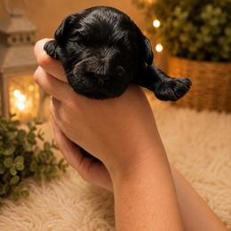 Mike - Black male Miniature Schnauzer puppy in Miami, Florida from Chiquiticos Shnauzers