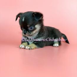 Thragg - Black and tan male Chihuahua puppy in Anderson, South Carolina from Lil Treasures Chihuahuas