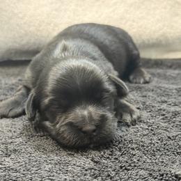 Lexie - Black female Havanese puppy in Bowling Green, Kentucky from Denise Clark