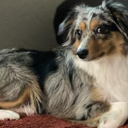 Miniature Australian Shepherds from Gilmore Aussie Posse of Florida Pure-bred Miniature Australian Shepherds