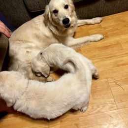 Golden Retriever Puppies from Panhandle PawsNClaws