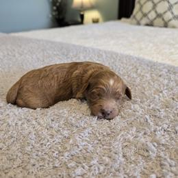 Dusty - Red  male Goldendoodle puppy in Floyd, Virginia from Hearts and Paws Poodles and Doodles