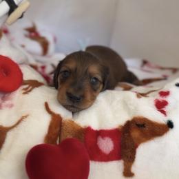 Teddy - Sable male Dachshund puppy in Phoenix, Arizona from Lengthydog.co