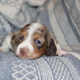 Chocolate Dapple Pie Male 1 - Dapple male Dachshund puppy in Pontotoc, Mississippi from Doubletake Doodles & Dachshunds