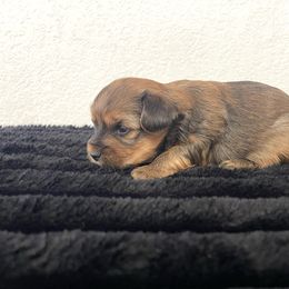 Milo - Tan and white male Yorkshire Terrier puppy in Carencro, Louisiana from Ledet’s Yorkies