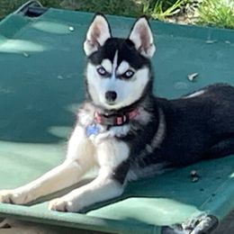Bahama - Pomsky
