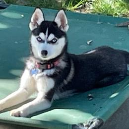 Bahama - Pomsky