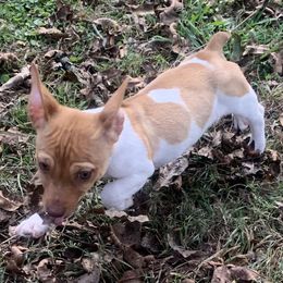 Chocolate Sable Piebald - Sable and white male Teddy Roosevelt Terrier puppy in Gadsden, Alabama from Rich Cat’s