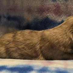 Mal-Shi, Maltipoo, and Poodle Puppies from Collier's Canines