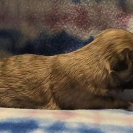 Mal-Shi, Maltipoo, and Poodle Puppies from Collier's Canines