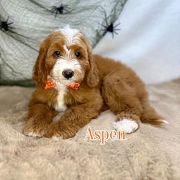Aspen - Red male Bernedoodle puppy in Glendale, Arizona from CocoLove Doodles