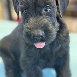 Boy 4 - Black male Giant Schnauzer puppy in Bois D’arc, Missouri from Down Low Kennels formerly LNL’s Giant Schnauzers and T9 Giants