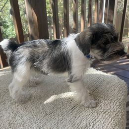 Miniature Schnauzer Puppies from Lovey Mini Schnauzers