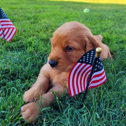 Golden Retriever Puppies from PDA Goldens
