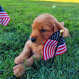Golden Retriever Puppies from PDA Goldens