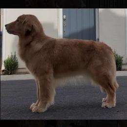 Bryn - Golden Retriever