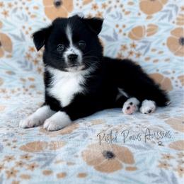 Loki - Black & white male Toy Australian Shepherd puppy in Liberty Hill, Texas from Pistol Paws Aussies