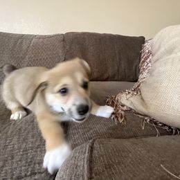 Pembroke Welsh Corgi Puppies from Sully's Corgis