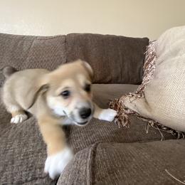 Pembroke Welsh Corgi Puppies from Sully's Corgis